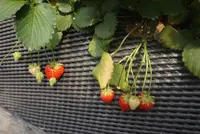 いちごの里の写真・動画_image_192363