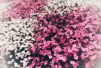 あしかがフラワーパークの写真・動画_image_192371