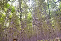 あしかがフラワーパークの写真・動画_image_192373