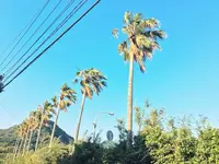 ダグリ岬海水浴場の写真・動画_image_192608