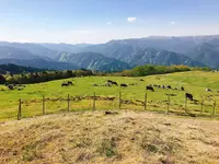 四国カルストの写真・動画_image_192825