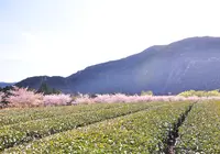 元藤川の写真・動画_image_193436