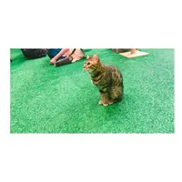 嵐山フクロウとヒョウ猫の森の写真・動画_image_193493