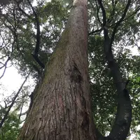 伊勢神宮の写真・動画_image_193856