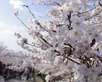 蹴上インクラインの写真・動画_image_194178