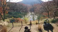 嵐山渓谷の写真・動画_image_194272