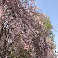 北上市立公園展勝地の写真・動画_image_194274