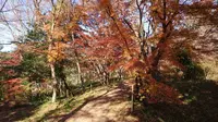 嵐山渓谷の写真・動画_image_194275