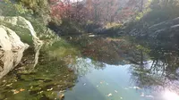 嵐山渓谷の写真・動画_image_194282