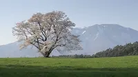 小岩井農場の写真・動画_image_194326