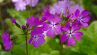 富士芝桜まつり事務局の写真・動画_image_194432