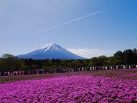 富士芝桜まつり事務局の写真・動画_image_194433