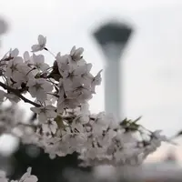 五稜郭公園の写真・動画_image_194549