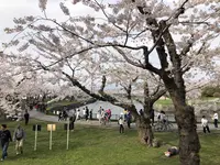 五稜郭公園の写真・動画_image_194551