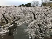 五稜郭公園の写真・動画_image_194552