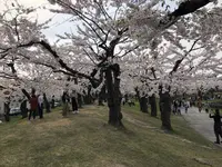 五稜郭公園の写真・動画_image_194553