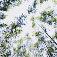 嵯峨嵐山駅の写真・動画_image_194589