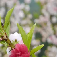 月川の写真・動画_image_194740