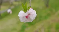 月川の写真・動画_image_194741