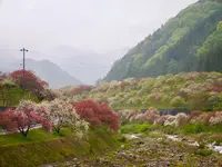 月川の写真・動画_image_194743