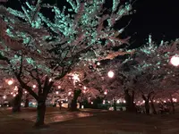 五稜郭公園の写真・動画_image_194850