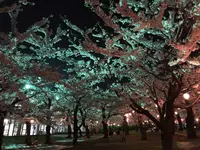 五稜郭公園の写真・動画_image_194852