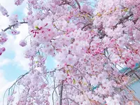 嵐山公園の写真・動画_image_195140