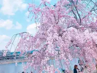 嵐山公園の写真・動画_image_195141