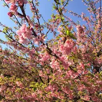 代々木公園の写真・動画_image_195182