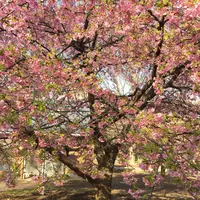 代々木公園の写真・動画_image_195183