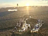 大津海岸 長節湖畔 野生植物群落の写真・動画_image_195360