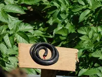 奥多摩「むかし道」の写真・動画_image_195607