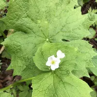 稲庭高原の写真・動画_image_196199