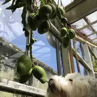 下賀茂熱帯植物園の写真・動画_image_196679