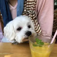 下賀茂熱帯植物園の写真・動画_image_196680