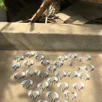 下賀茂熱帯植物園の写真・動画_image_196684