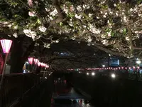 目黒川の写真・動画_image_196939