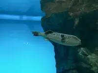 下関市立しものせき水族館・海響館の写真・動画_image_196983