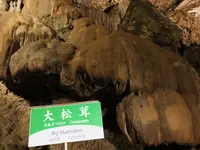 秋芳洞の写真・動画_image_197255
