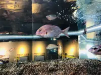 宍道湖自然館ゴビウスの写真・動画_image_197360