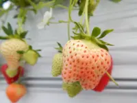 堀江農園～あすかいちご狩りパークの写真・動画_image_197421