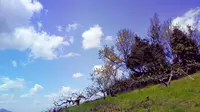 稲渕の棚田の写真・動画_image_197464