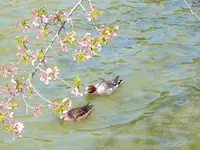橿原神宮の写真・動画_image_197480