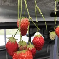 うららか・のうえん実里の写真・動画_image_197512
