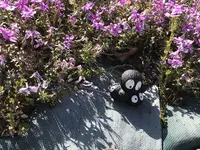 花のじゅうたんの写真・動画_image_197517