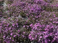 花のじゅうたんの写真・動画_image_197518