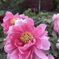 永沢寺花しょうぶ園の写真・動画_image_197519