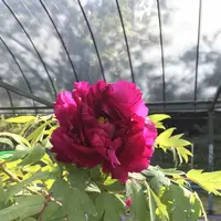 永沢寺花しょうぶ園の写真・動画_image_197520