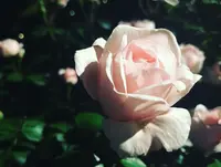 旧古河庭園の写真・動画_image_198127