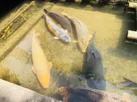 殿町掘割の写真・動画_image_198498